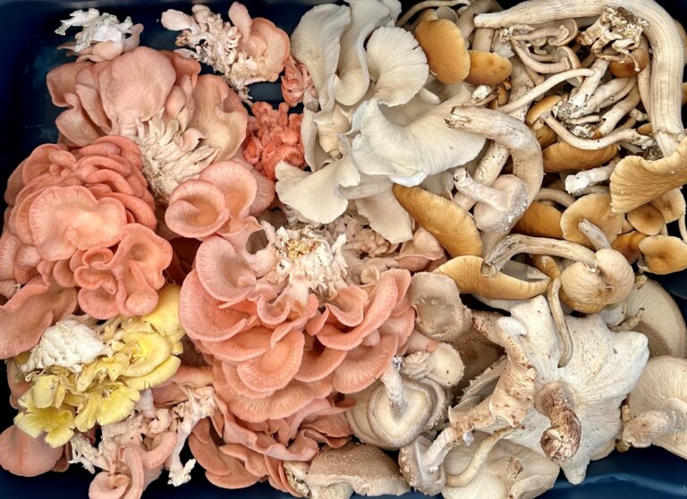 basket of many types of mushrooms