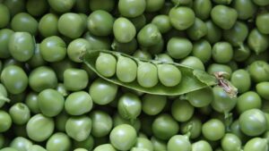 pea pod surrounded by loose peas