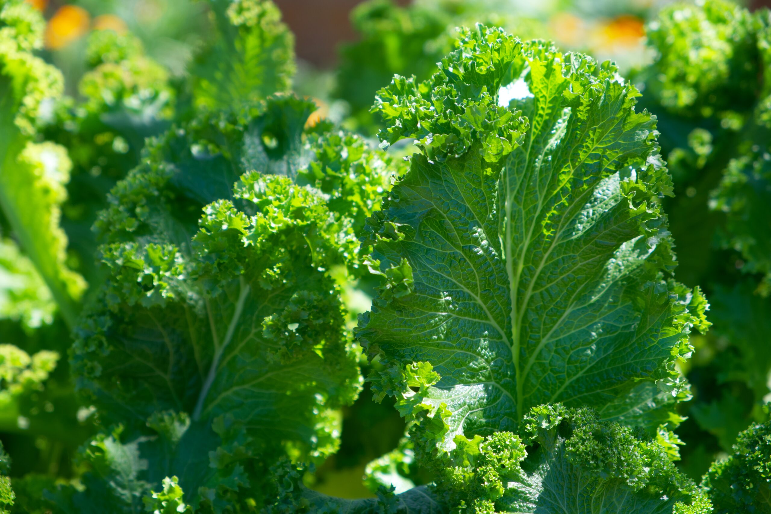 green kale leaves