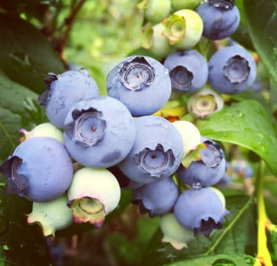 Blueberries on the bush