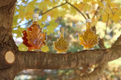 three leaf shaped bottles filled with amber liquid sitting on a tree branch. Yellow leaves are in the background.